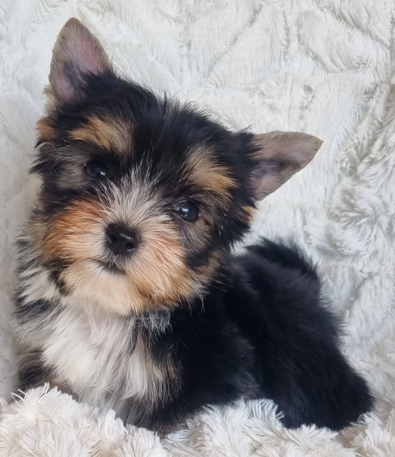 DULCY is a pocket female puppy. Available for R 7500.