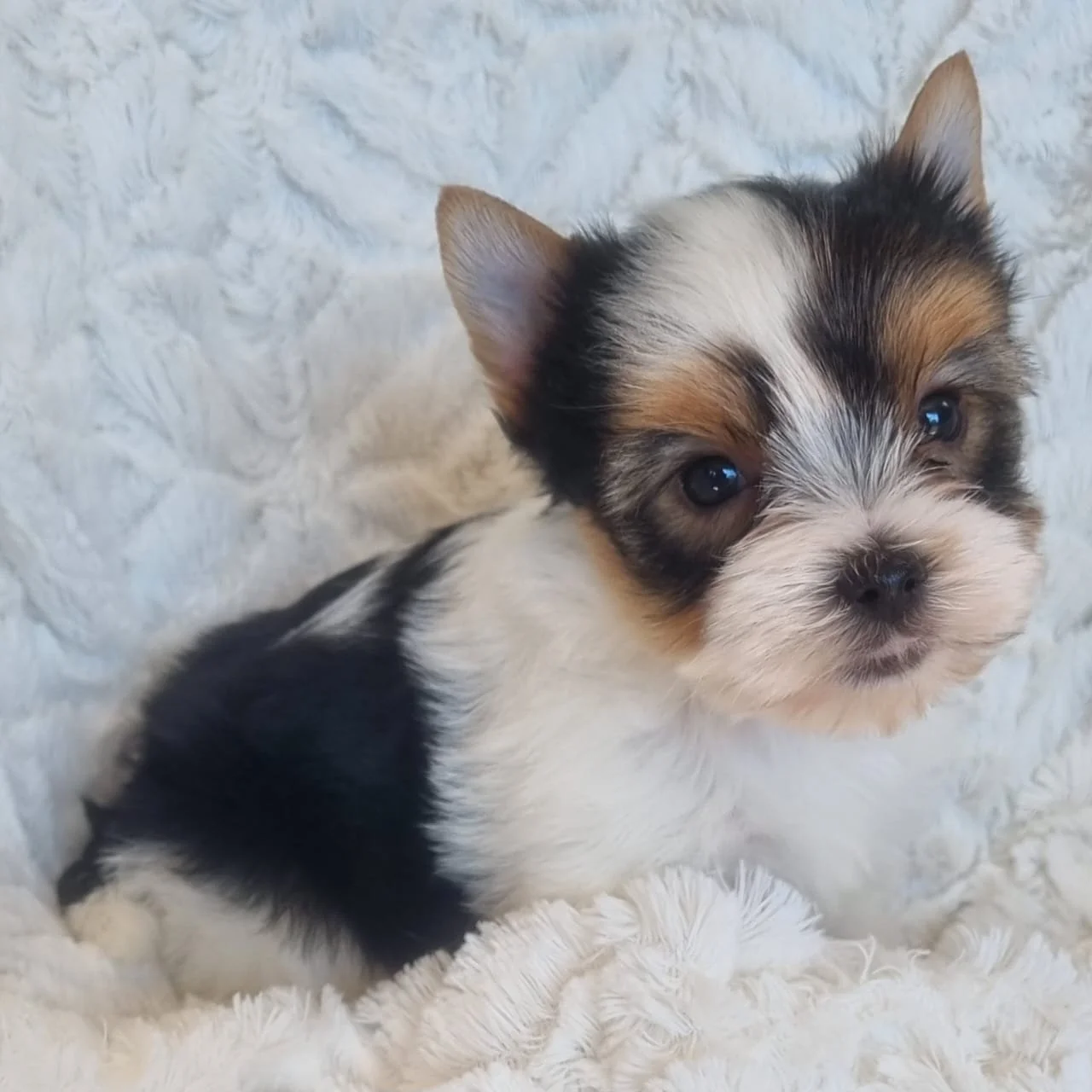 GODRIE is a miniature biewer male puppy available for R5000
