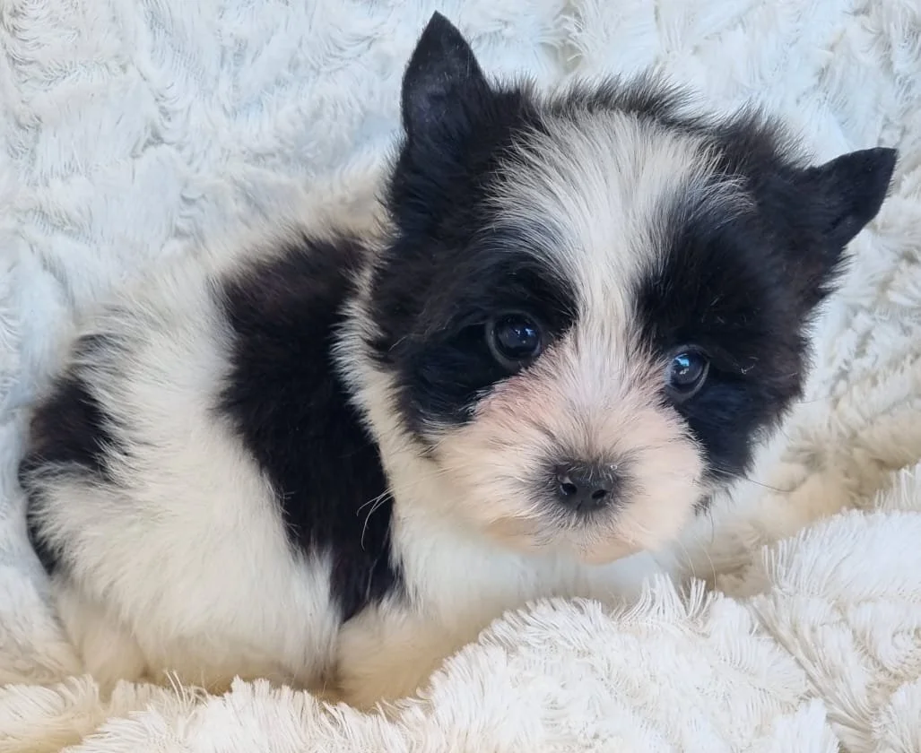 Talon is a pocket biewer male puppy available for R5 500