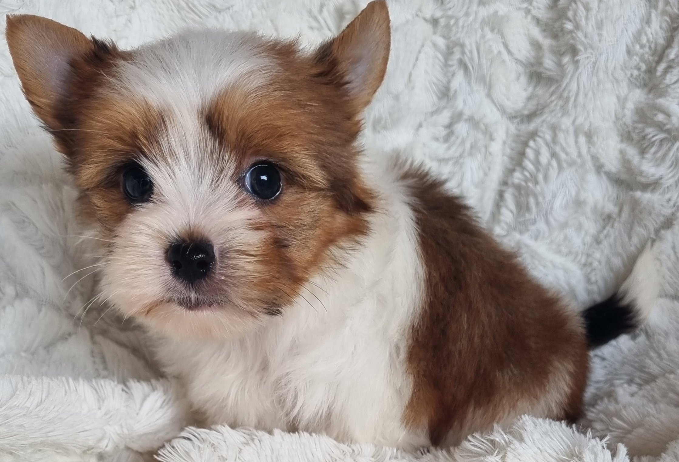 ZELLA is a pocket size White Ocean Pearl Exotic Yorkie female puppy. Available for R 7000
