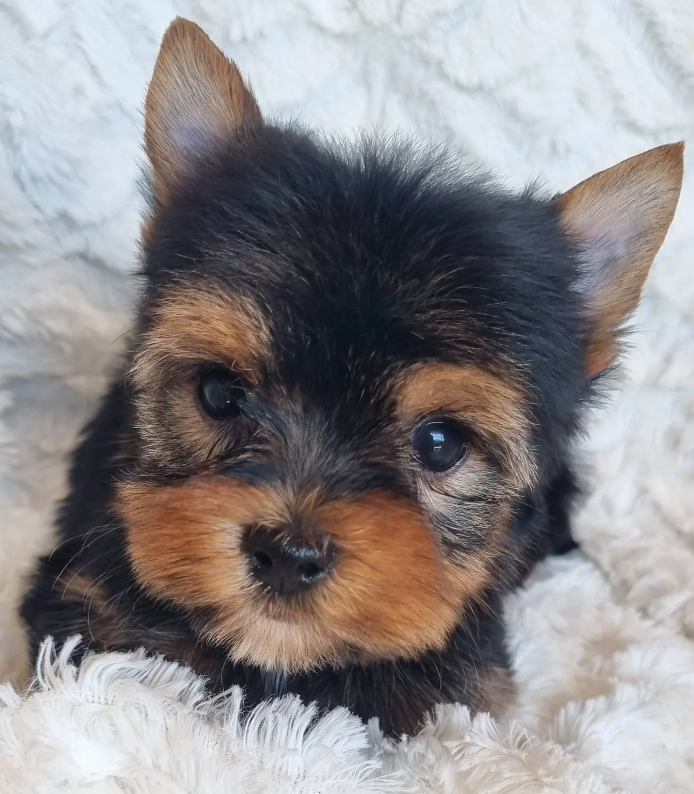 NAYA is a miniature female puppy available for R7000