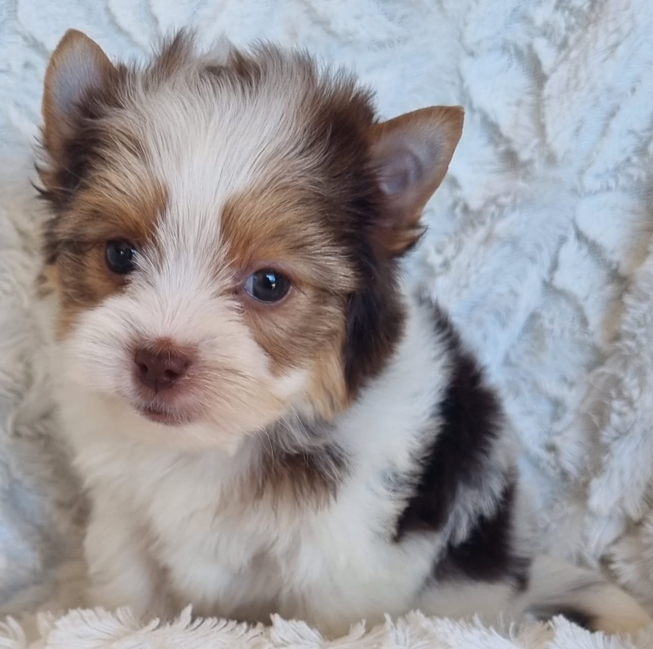 MAZIE is a Miniature Biro Female puppy available for R7000