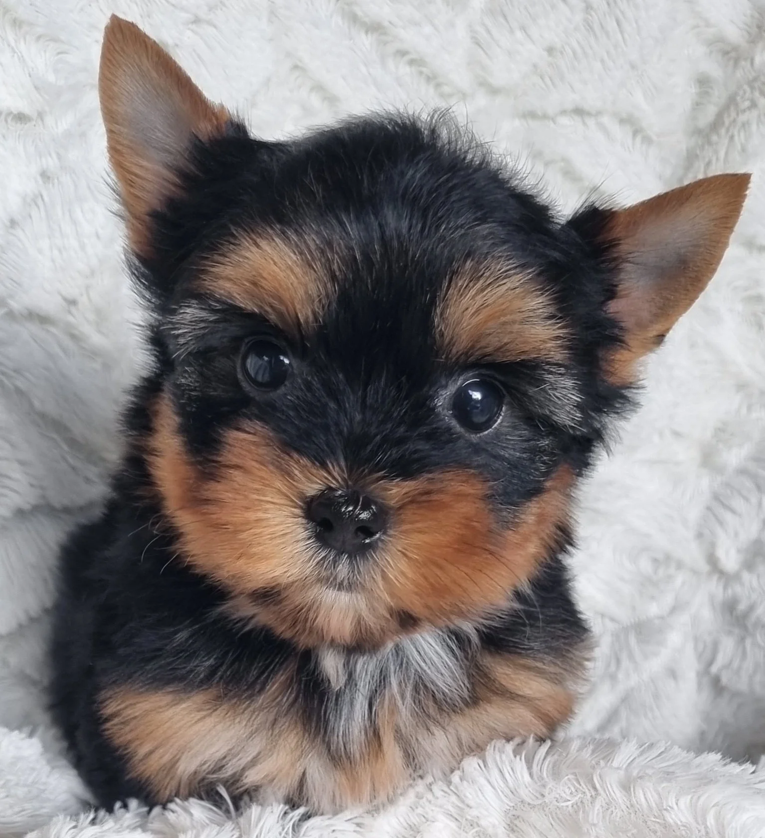 PADMINI is a miniature size female puppy. Available for R 6500.