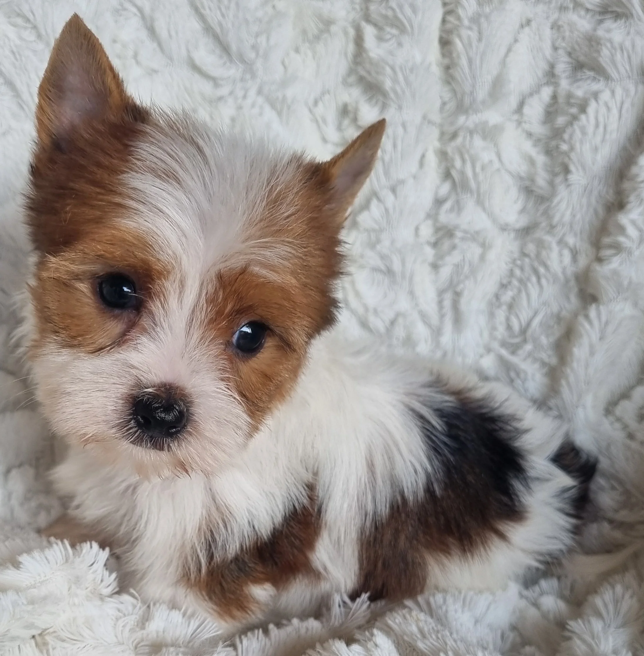 ZARINA is a miniature size White Ocean Pearl Exotic Yorkie female puppy. Available for R 6500