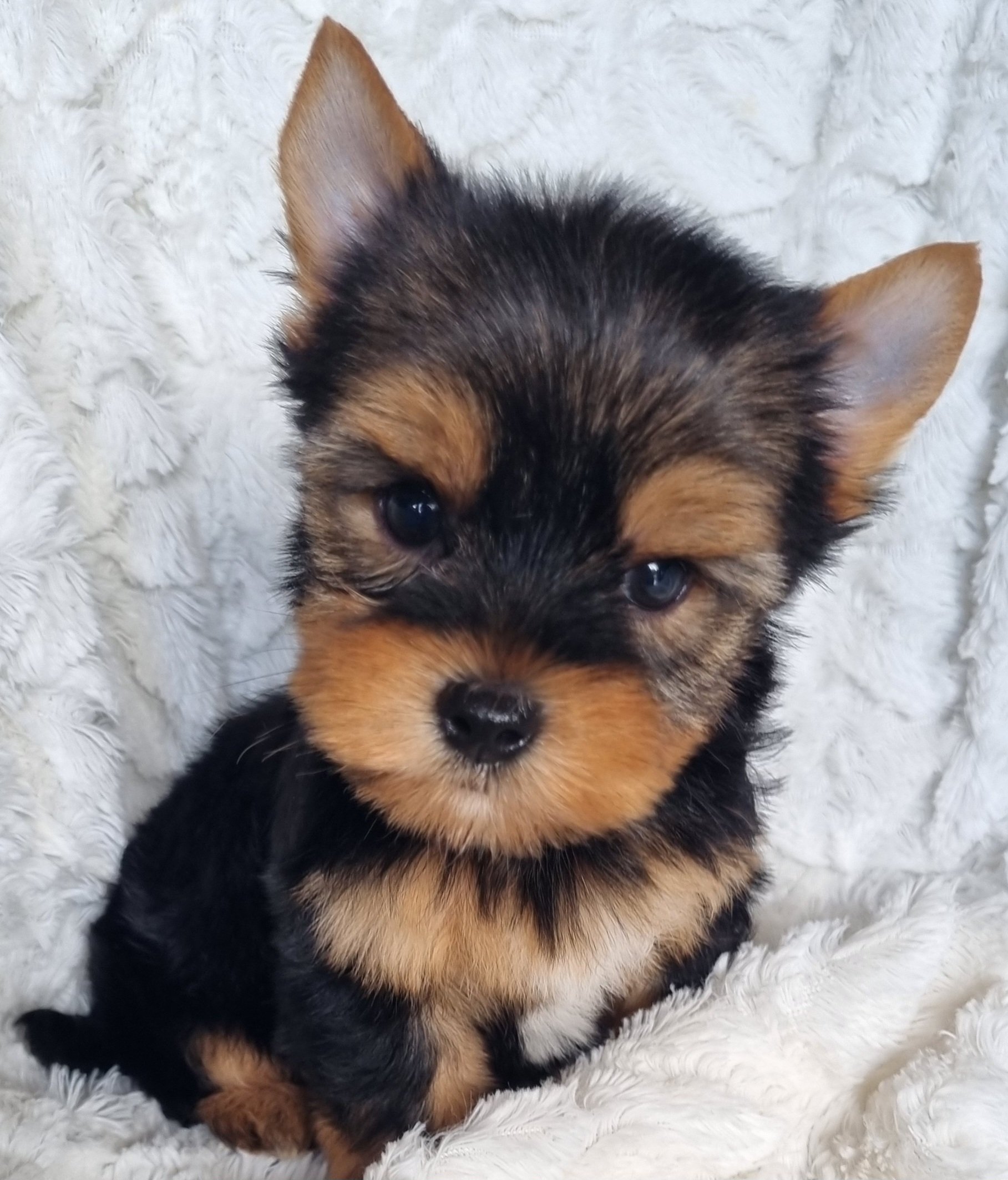 MIREYA is a miniature size female puppy. Available for R 6500.