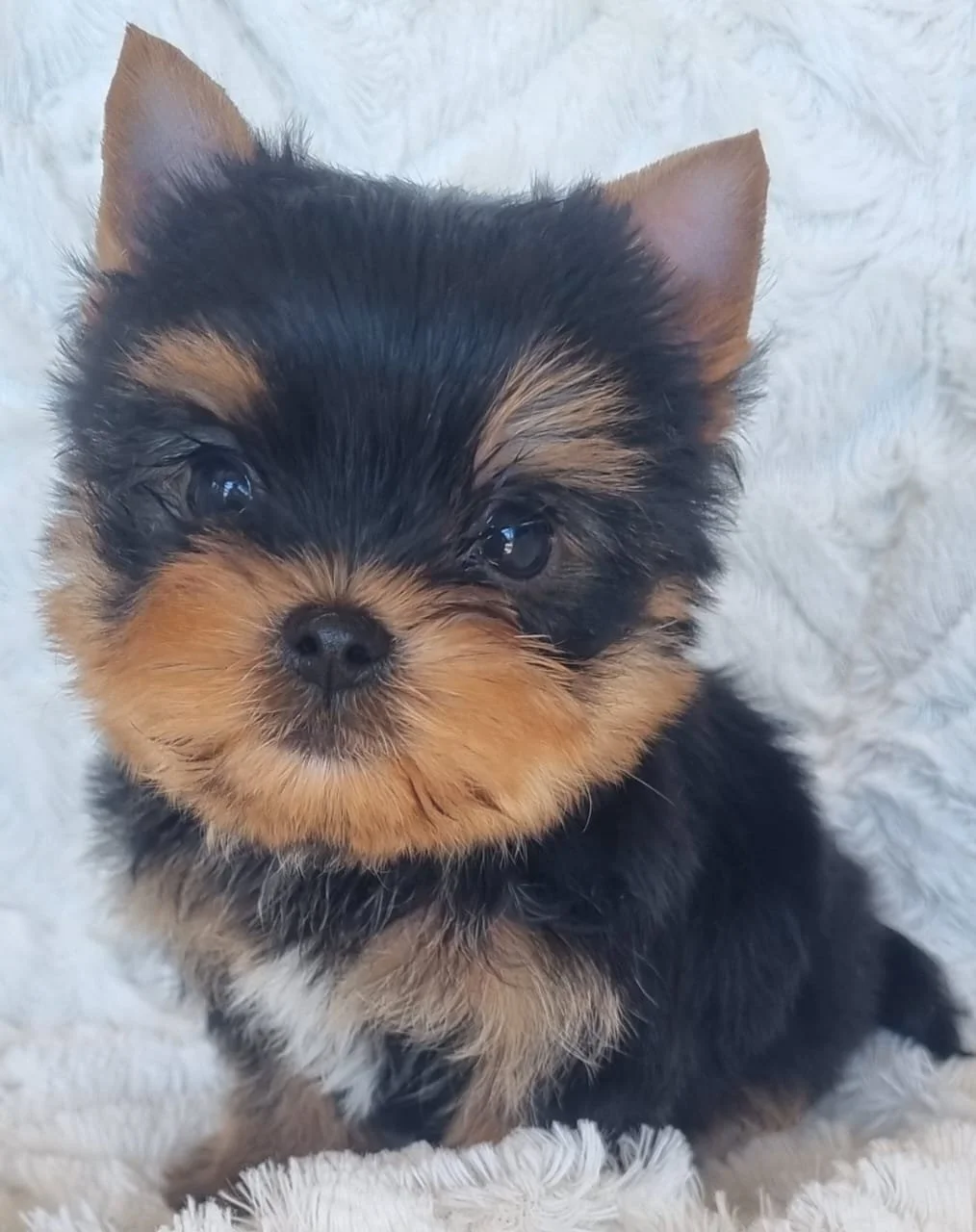 QUINTINA is a Pocket Female puppy available for R7500