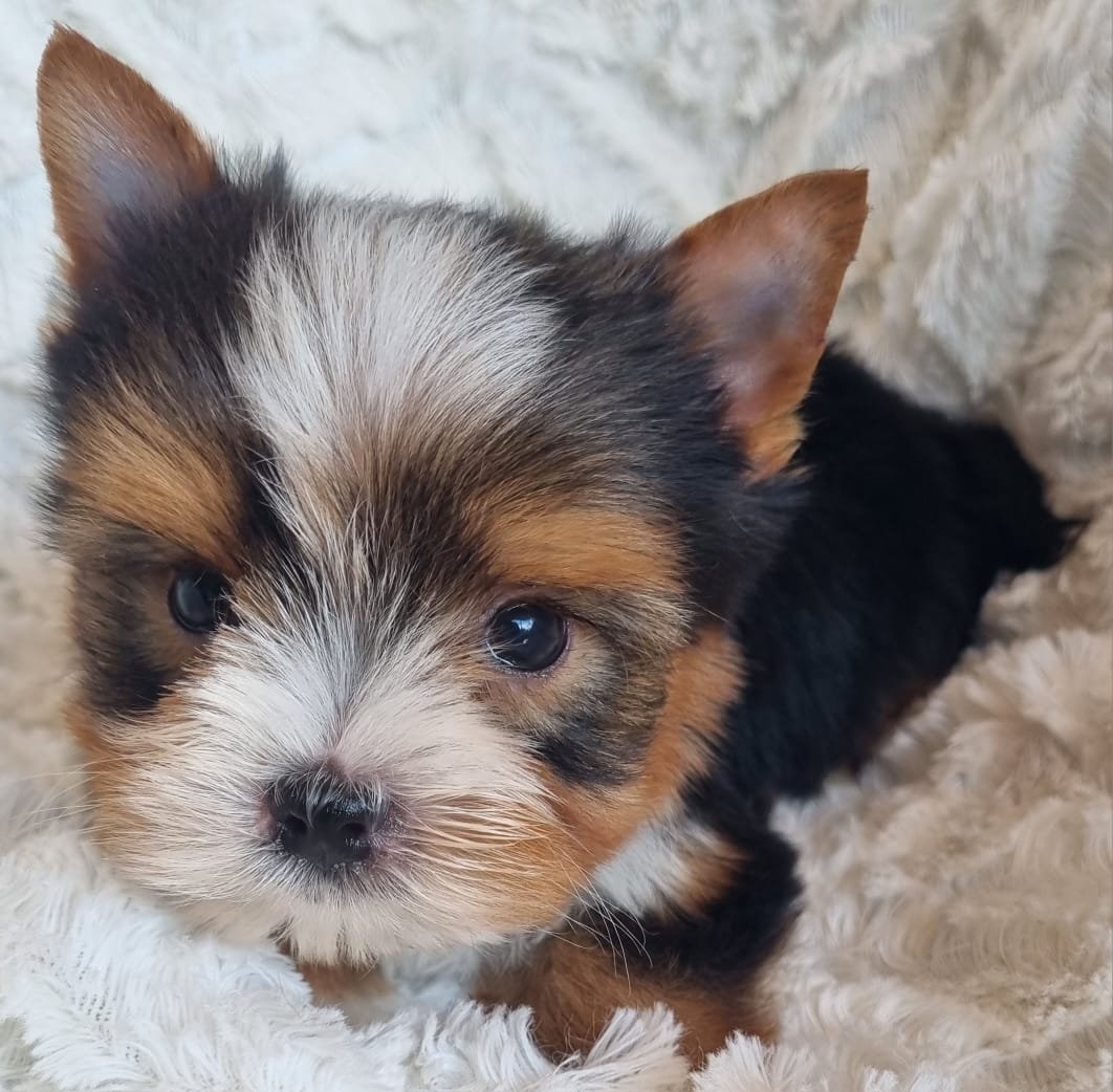 CRUZ is a pocket male puppy available for R5500