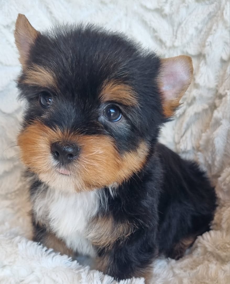 CONTENT is a standard male puppy available for R3800