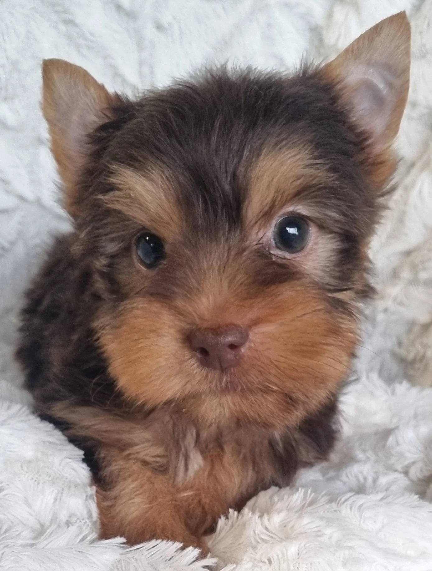 GONZOLA is a miniature size chocolate male puppy. Available for R 4500. BOOK NOW.