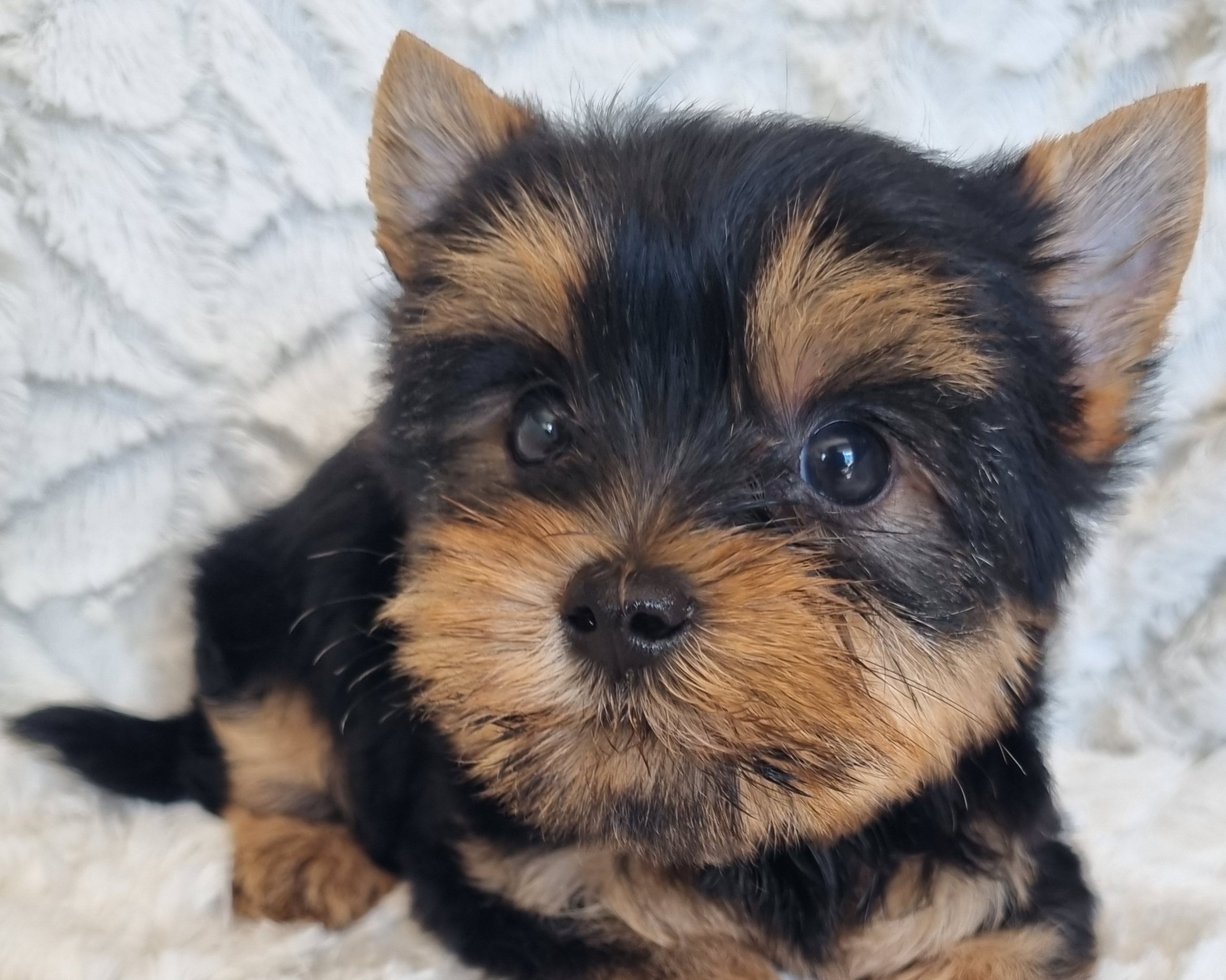 MENANDER is a miniature size male puppy. Available for R 4500.