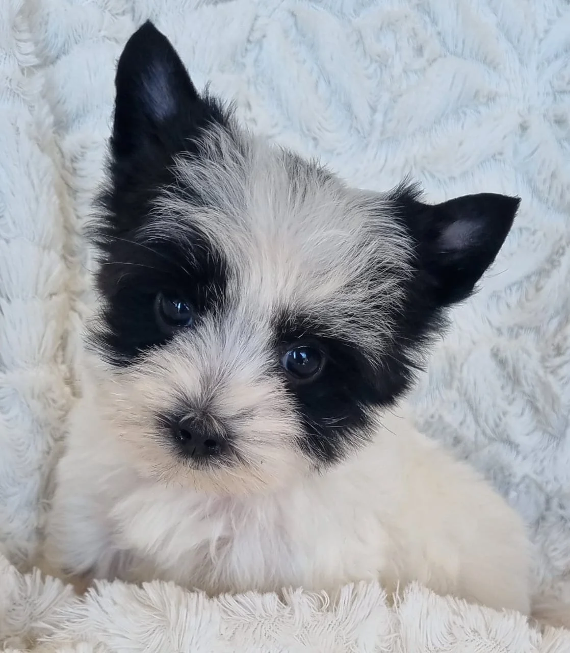 Titus is a pocket biewer male puppy available for R5 500