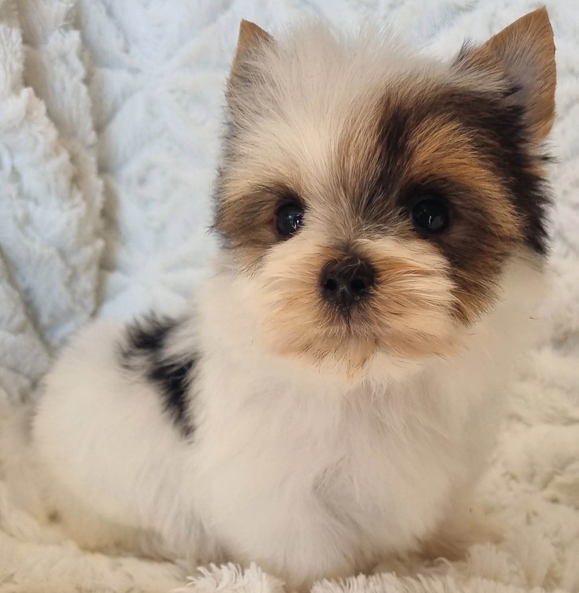 AMIRI is a pocket size Biewer Yorkie male puppy. Available for a special price of R 3500..