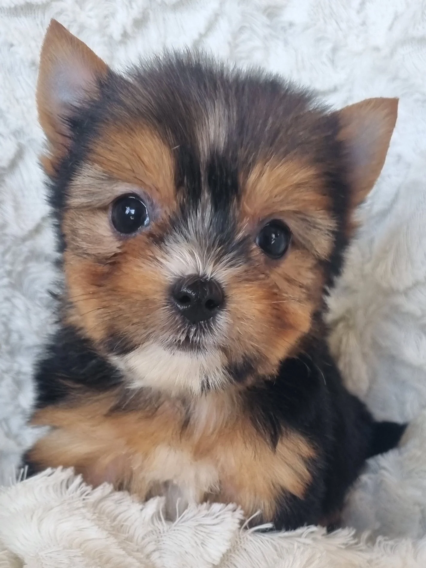 SENI is a pocket size female puppy. Available for R 7500
