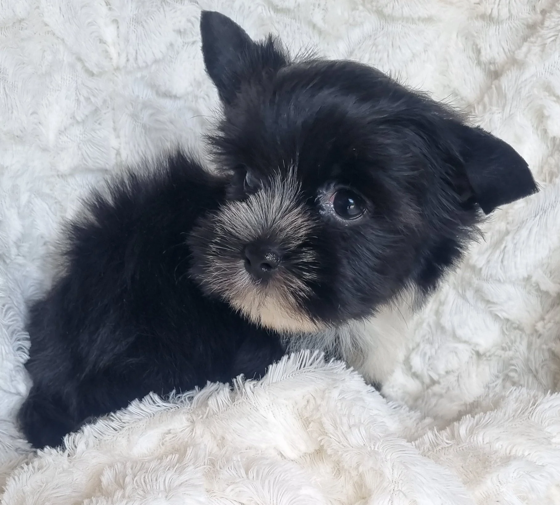 PANYA  is a miniature size Coal Black female puppy. Available for R 6500.