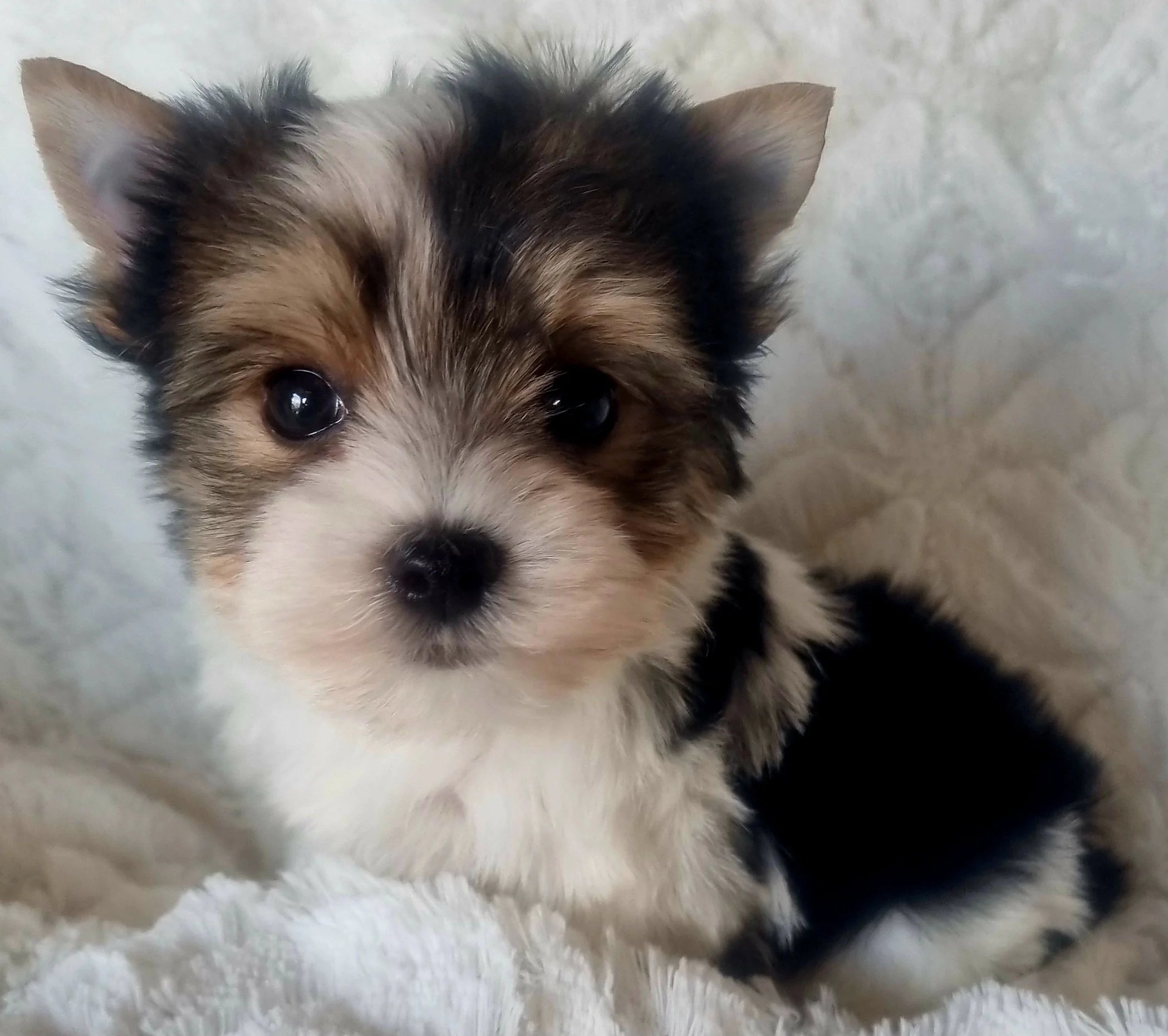 LUCA is a miniature size Biewer Yorkie male puppy. Available for R 5000