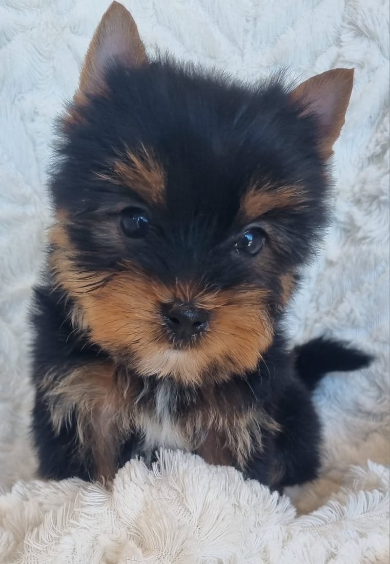 QUERENA is a Small Female puppy available for R7000