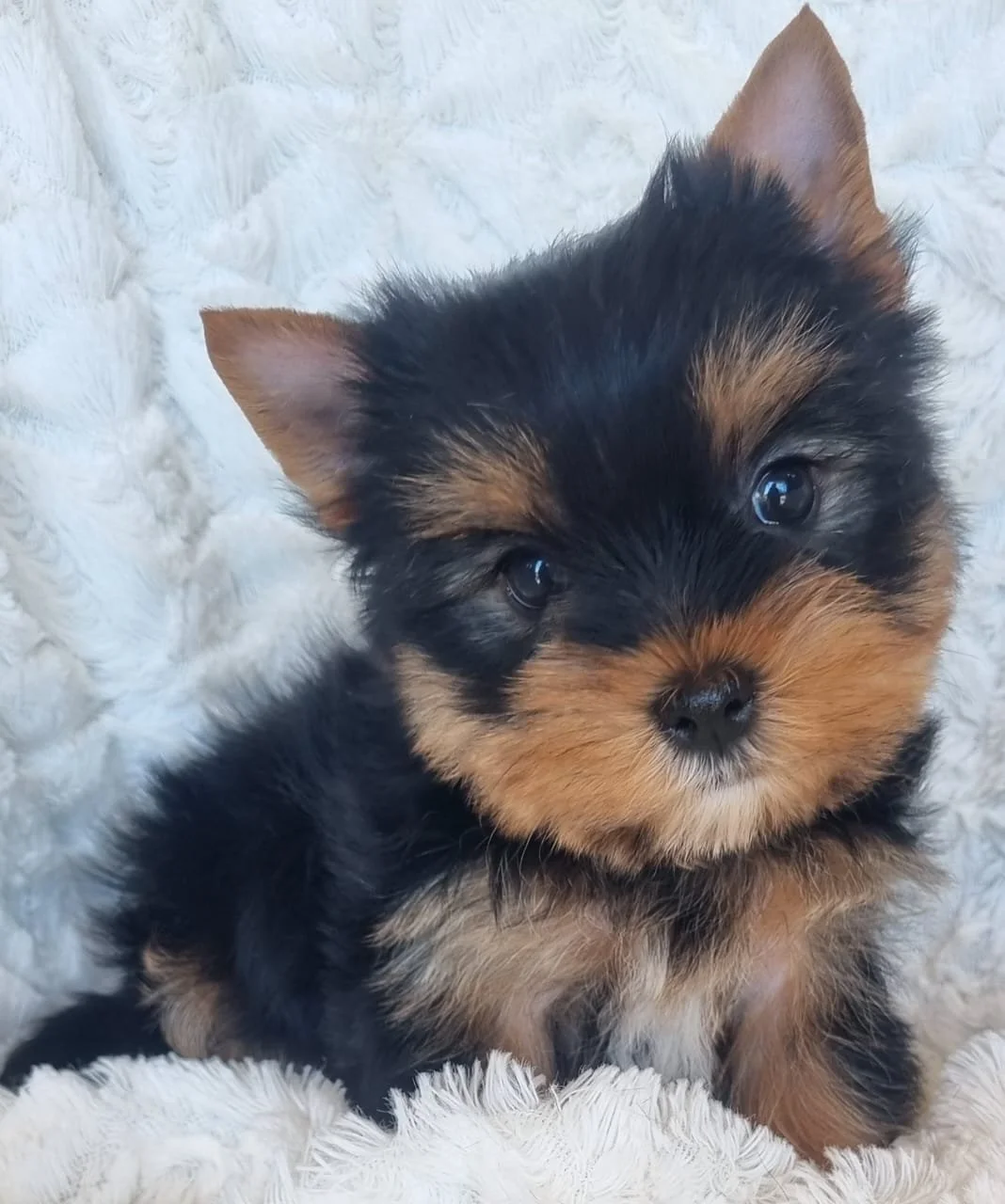 QAYANA is a Standard Female puppy available for R6000