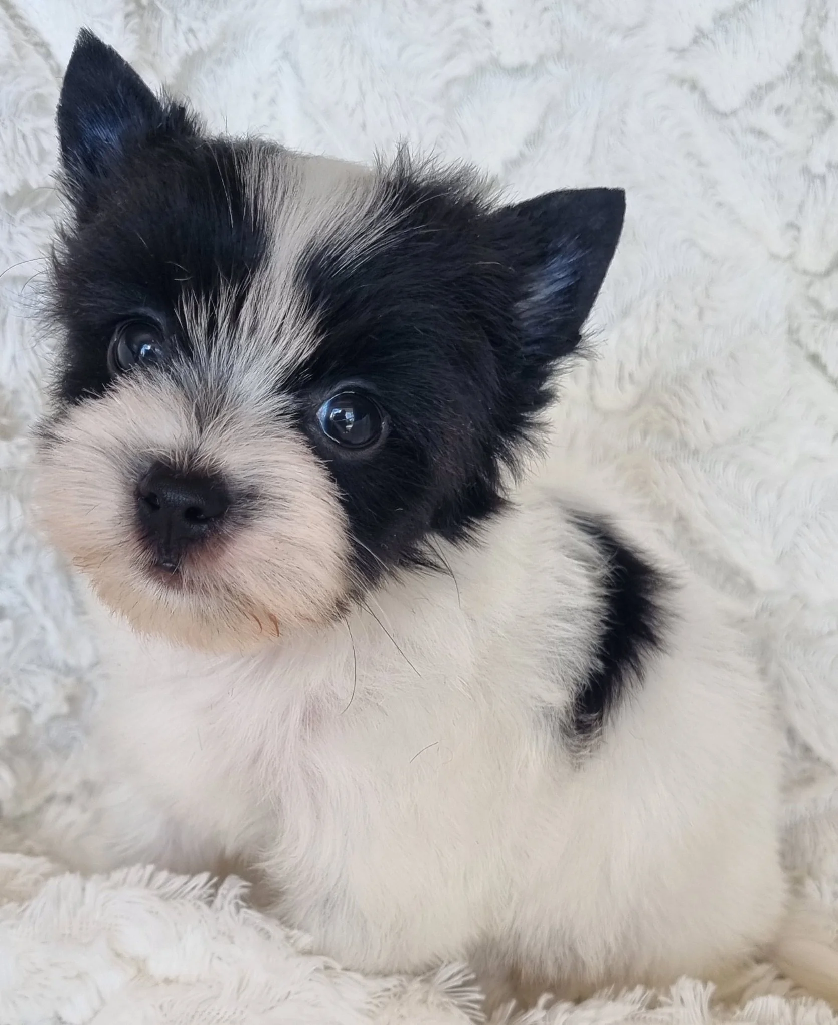 JANKO is a miniature size Biewer Yorkie male puppy. Available for R 5000.