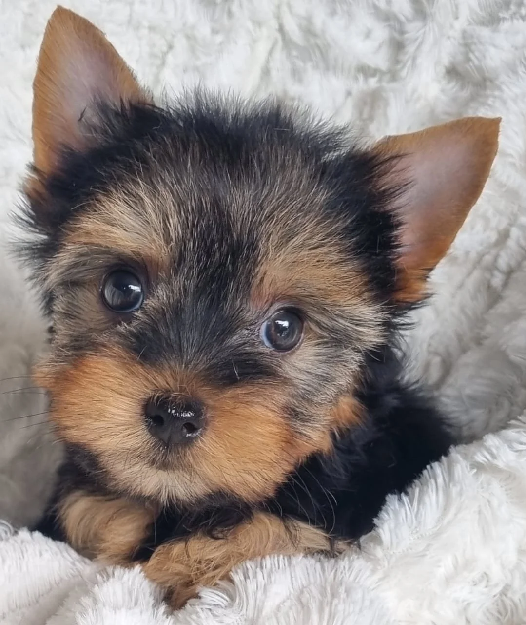 SHAY is a small miniature female puppy available for R7500