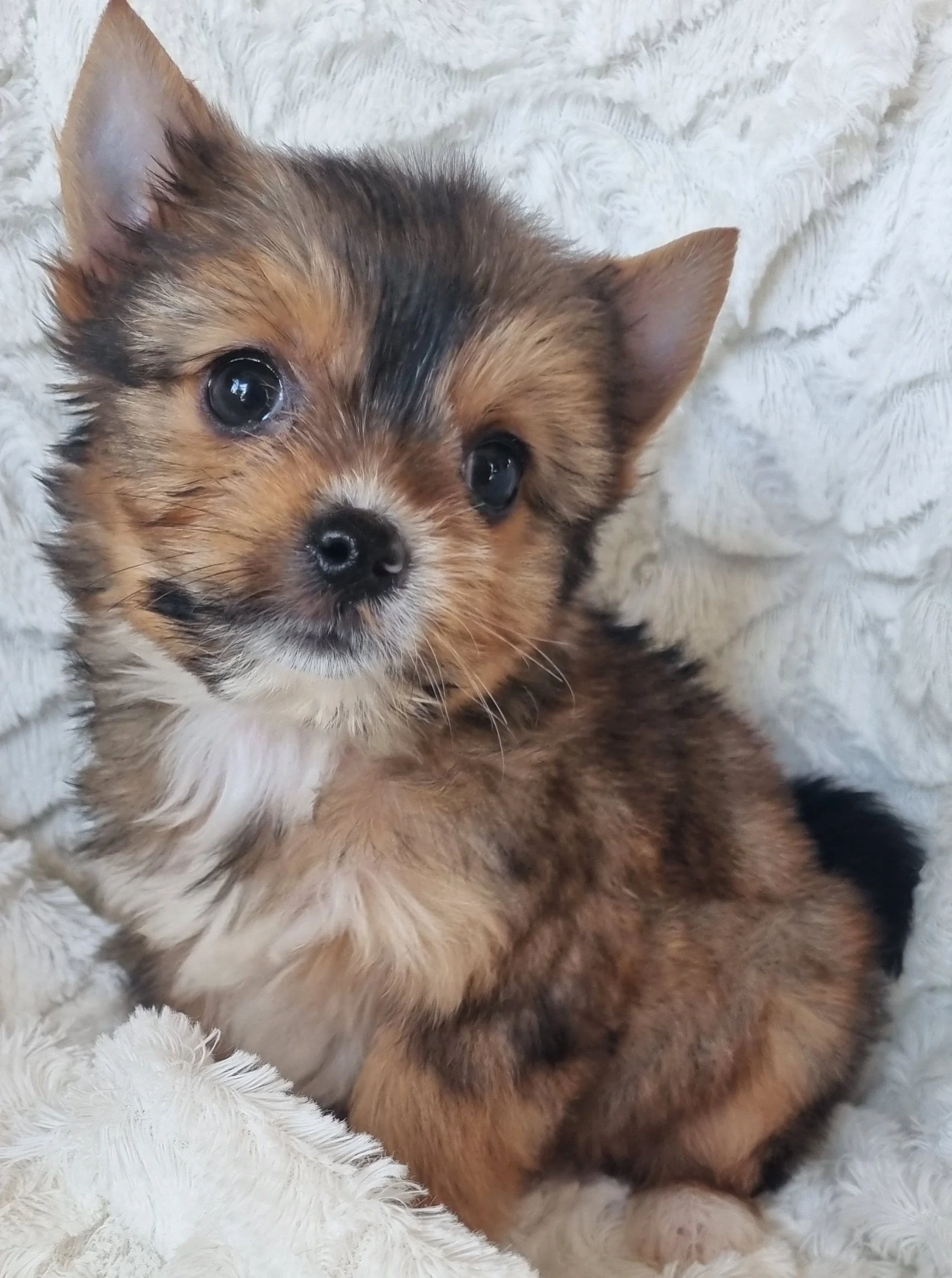 SANAI is a miniature size Sable Yorkie female puppy. Available for R 6500