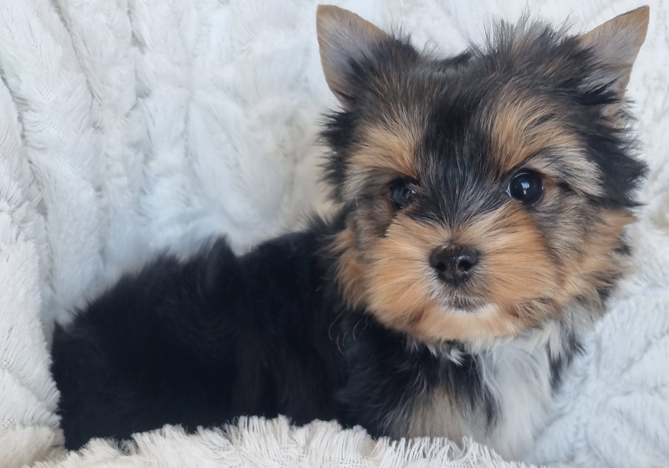 LEENA is a miniature size female puppy. Available for R 6500.