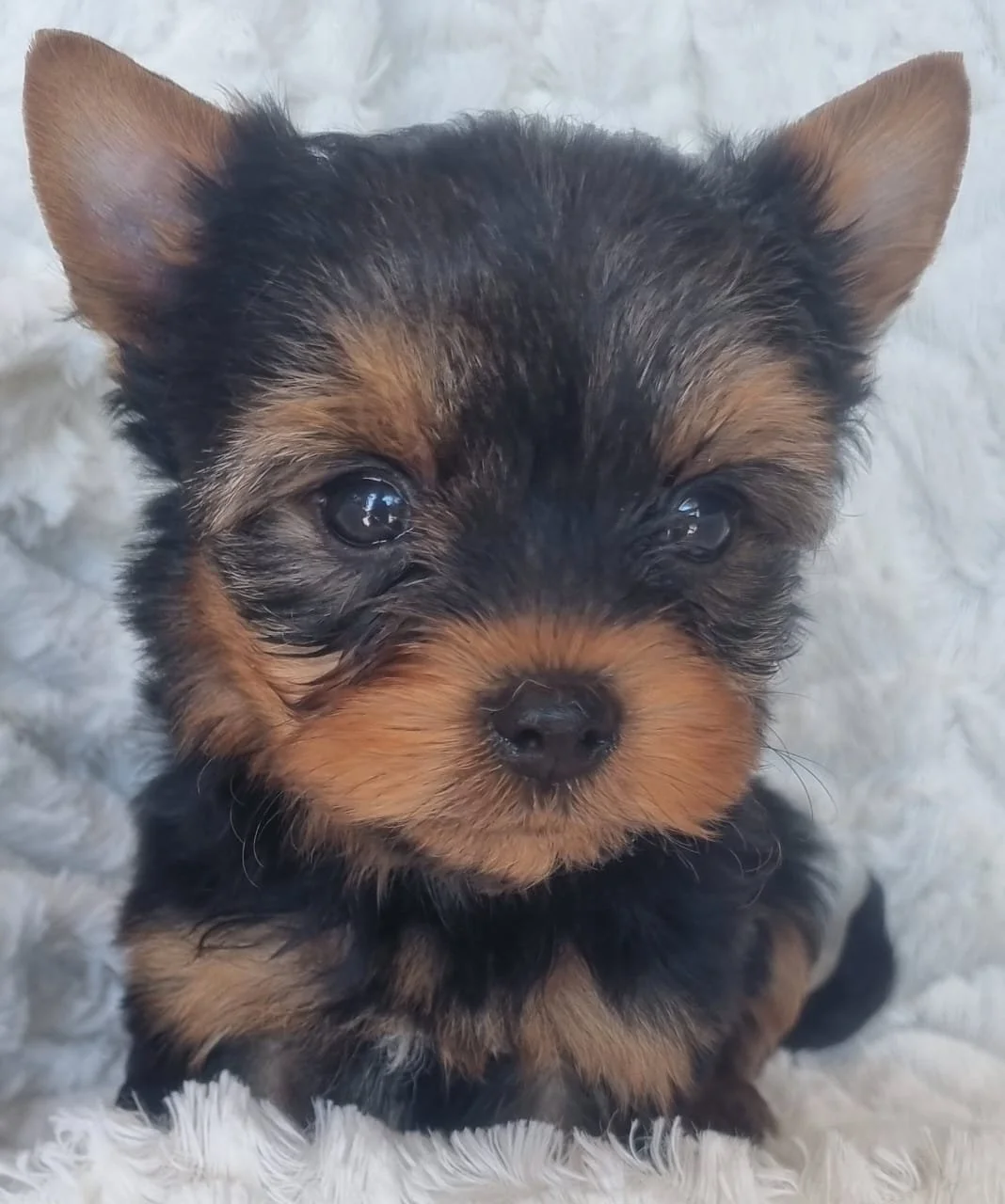 PORTERRE is a Miniature Male puppy available for R5000