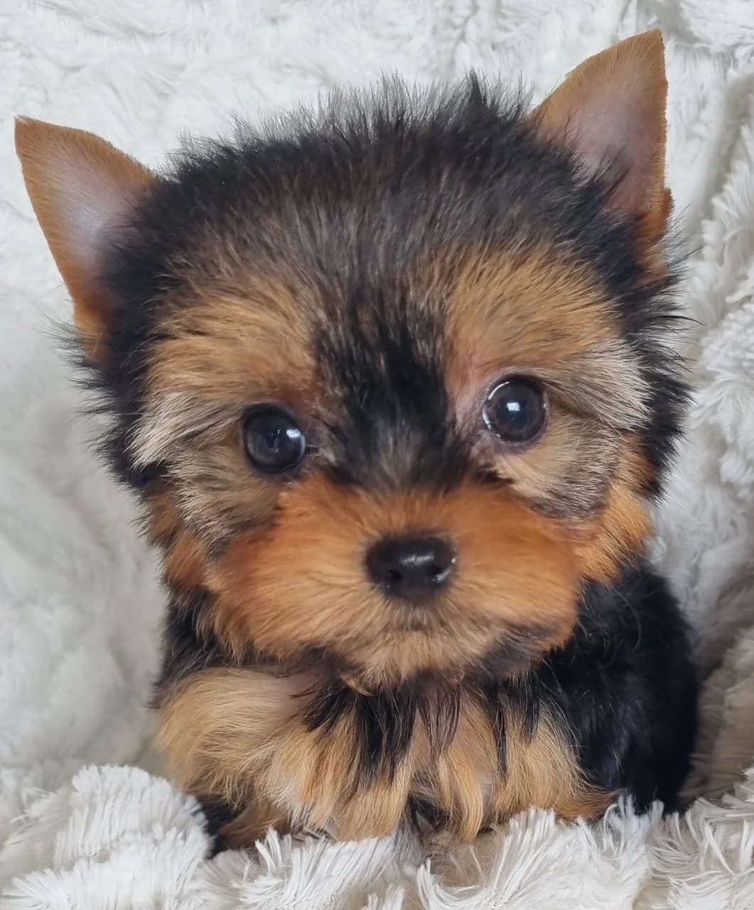 SUZETTE is a pocket female puppy available for R8000