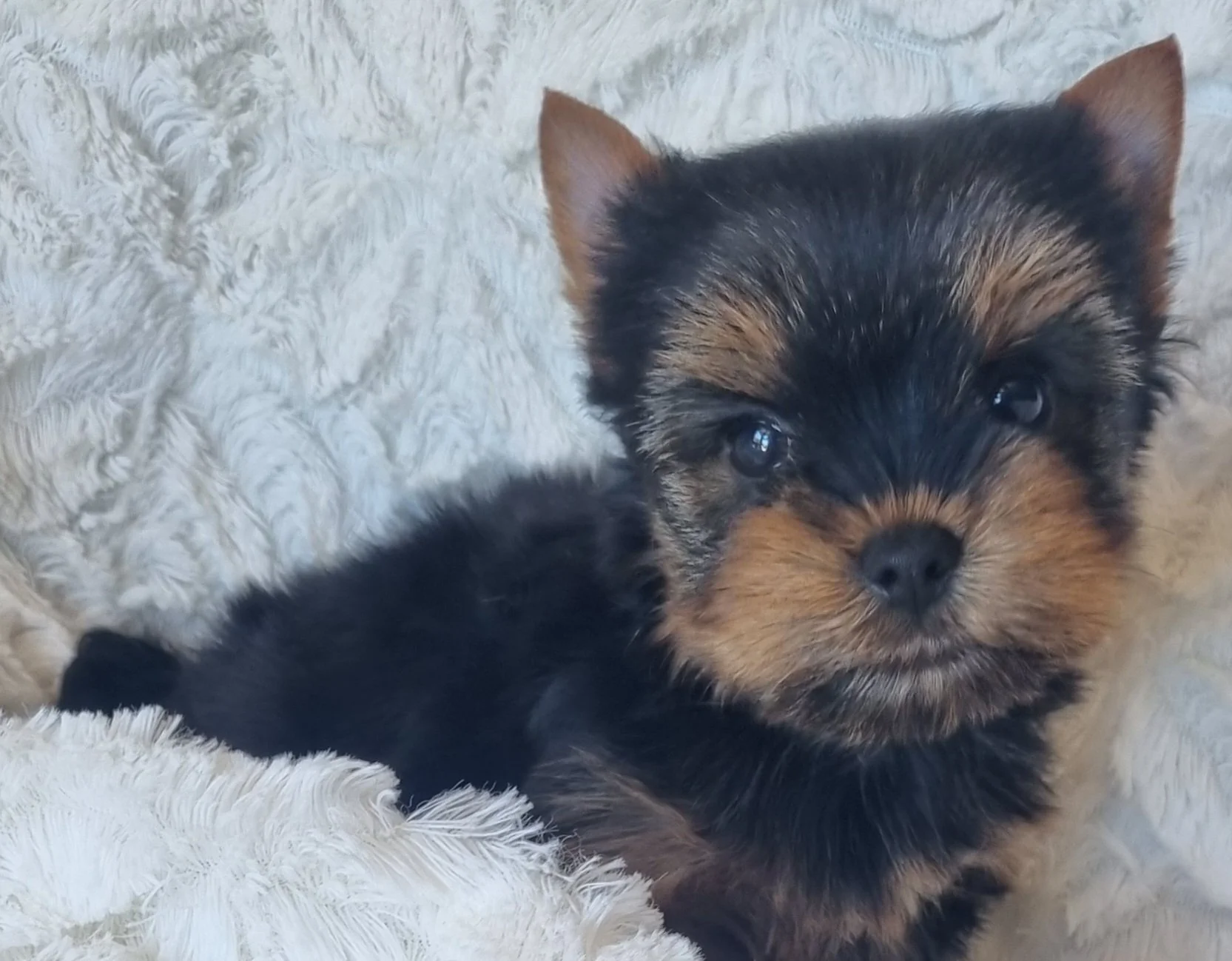 PARIS is a miniature size female puppy. Available for R 6500.