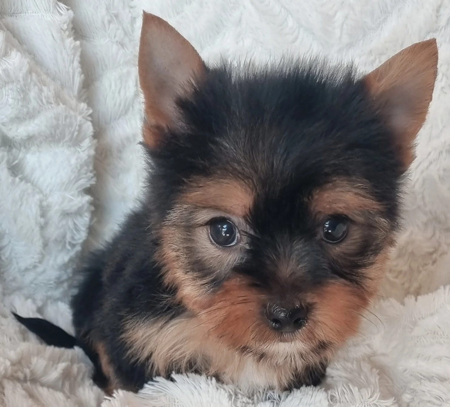 GRETCHEN is a miniature size female puppy. Available for R 6500.