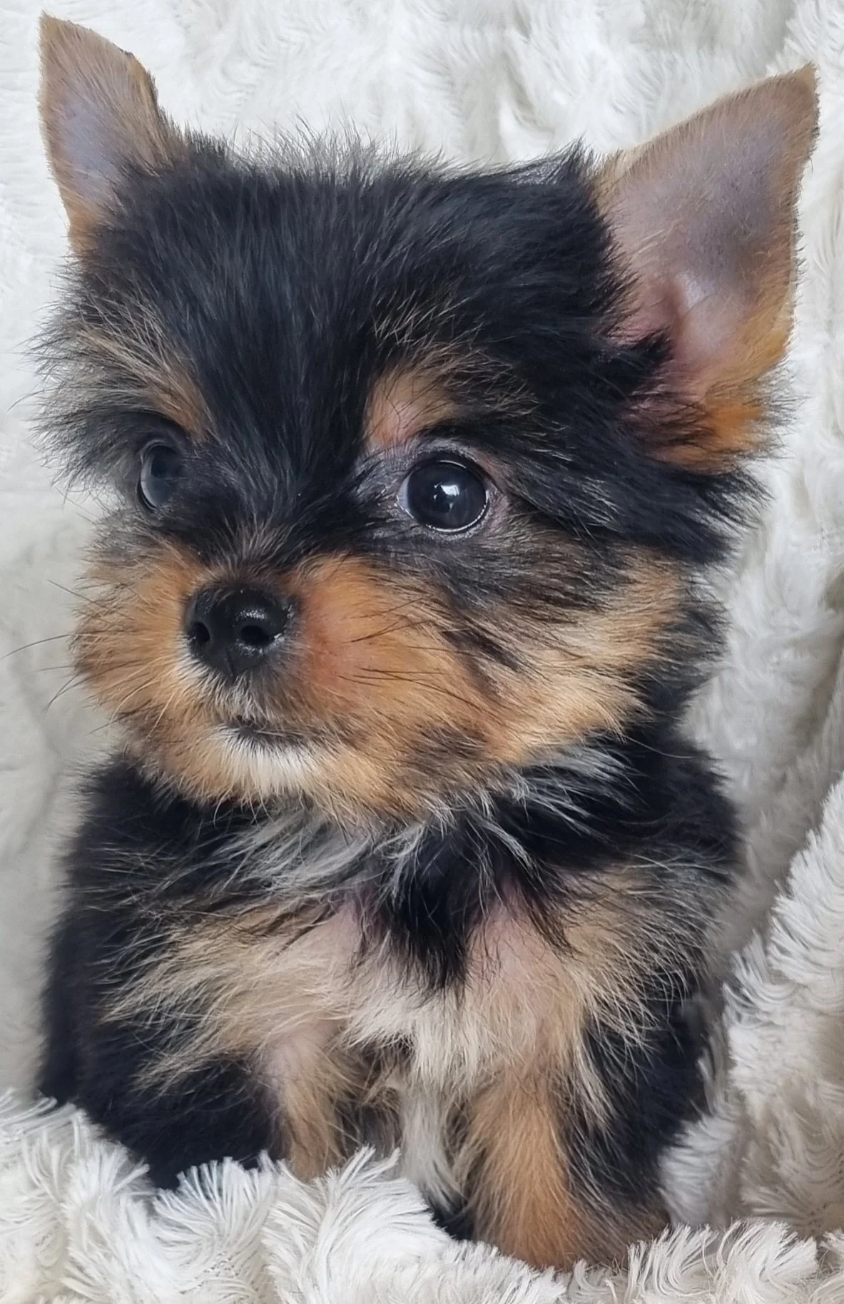 LORETTA is a small pocket size female puppy. Available for R 8000