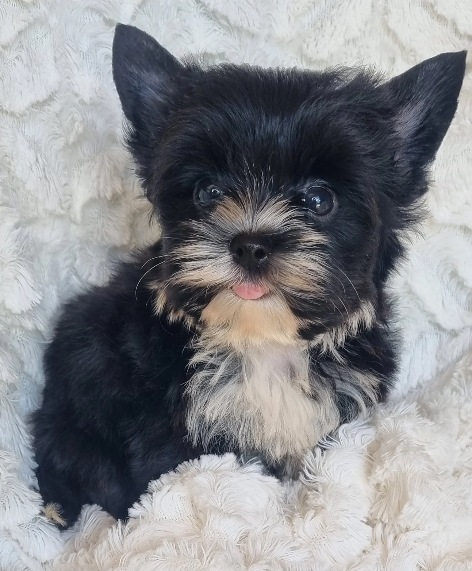 PATRIZIA is a pocket size coal black female puppy. Available for R 7000.