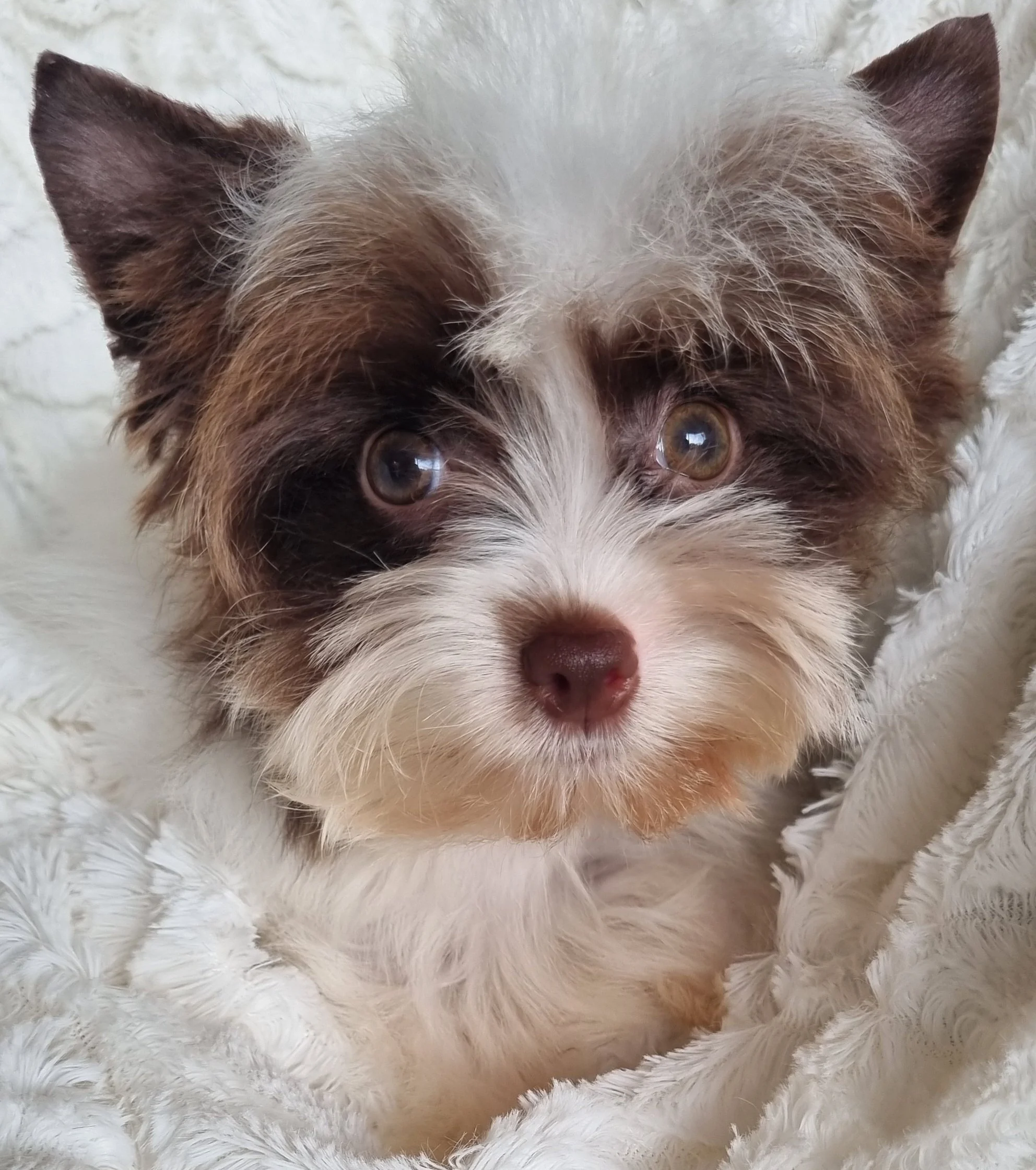 MIRANDA is a pocket size Biro Exotic Yorkie female puppy.. Available for R 7000