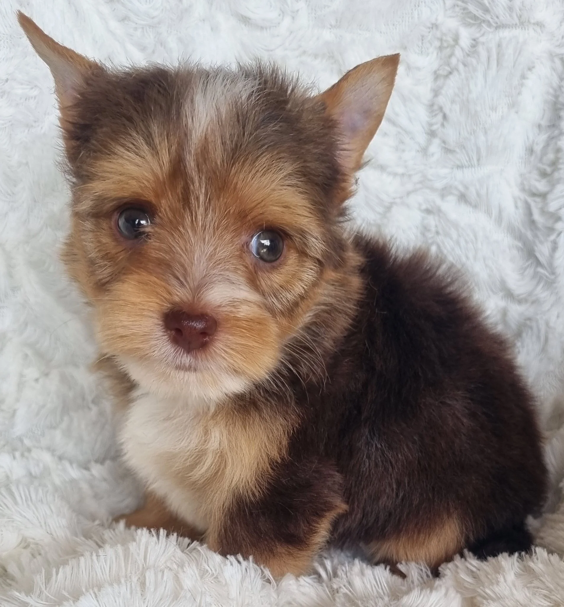 NORAH is a miniature size chocolate female puppy. Available for R 6500.  BOOK NOW !