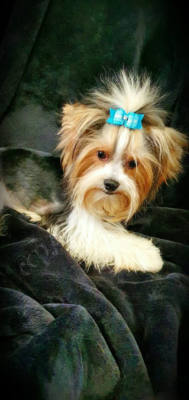 Small dog with a blue bow lying on a black blanket