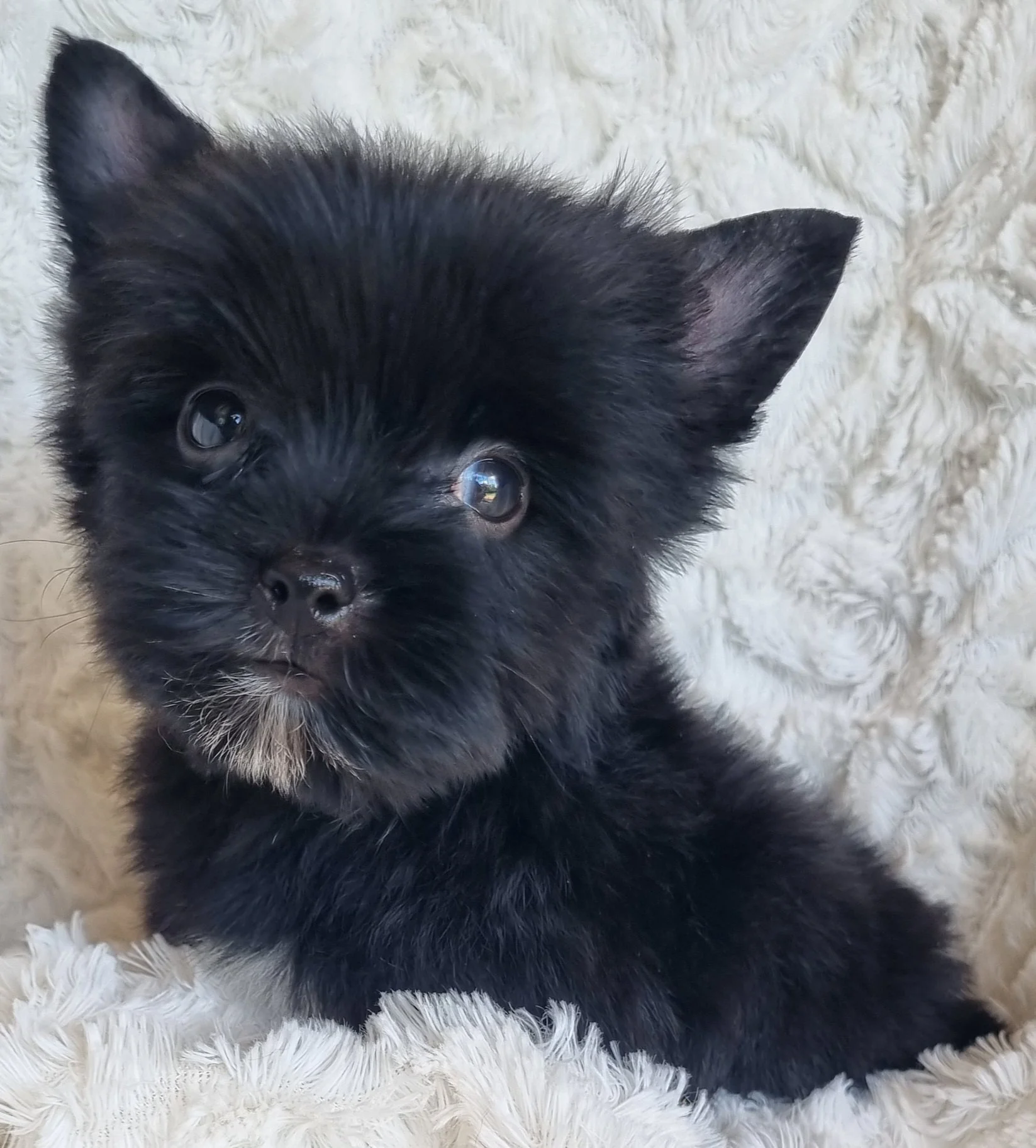 TAWNY is a pocket size Coal Black female puppy. Available for R 7500.