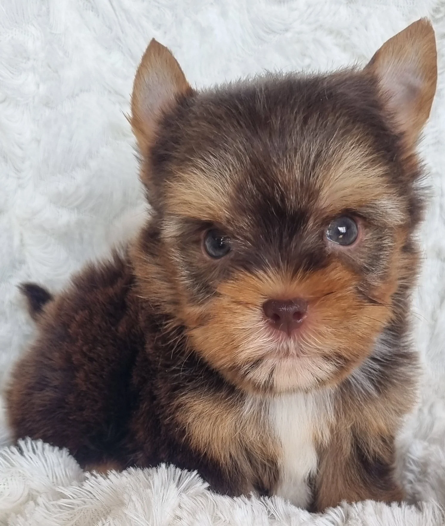 NYLA is a pocket size chocolate female puppy. Available for R 7000. BOOK NOW !