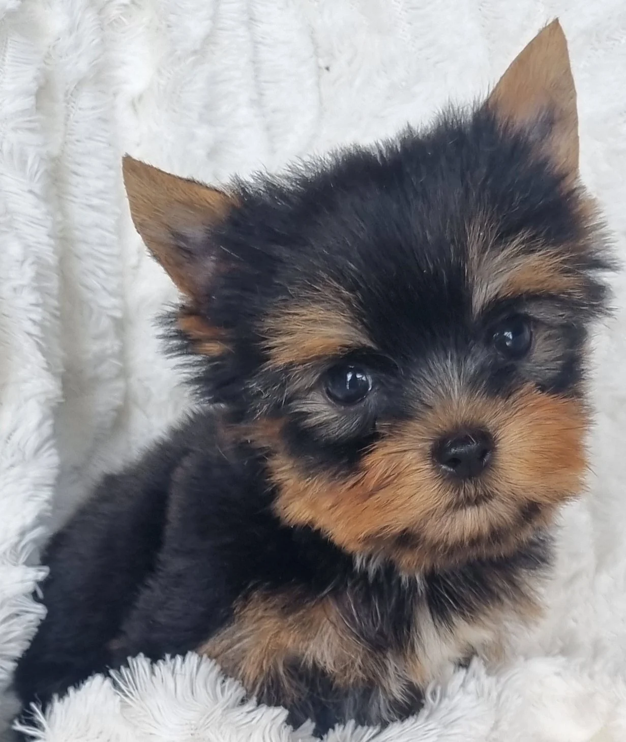 SUZANNA is a pocket size female puppy. Available for R 7500.