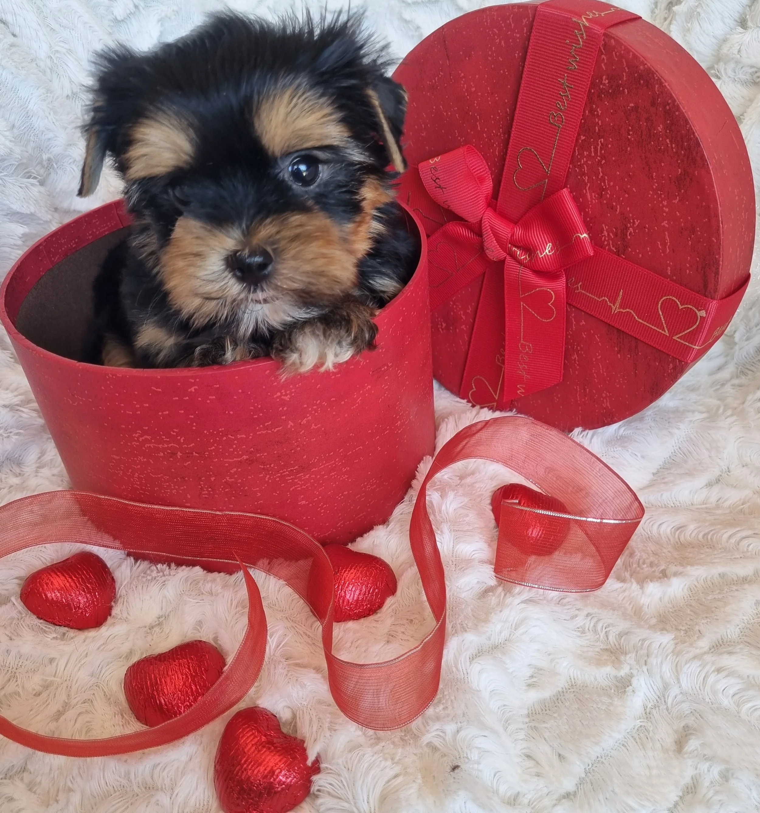 LANGSTIN is a miniature male puppy. Available for R4500. Book now!