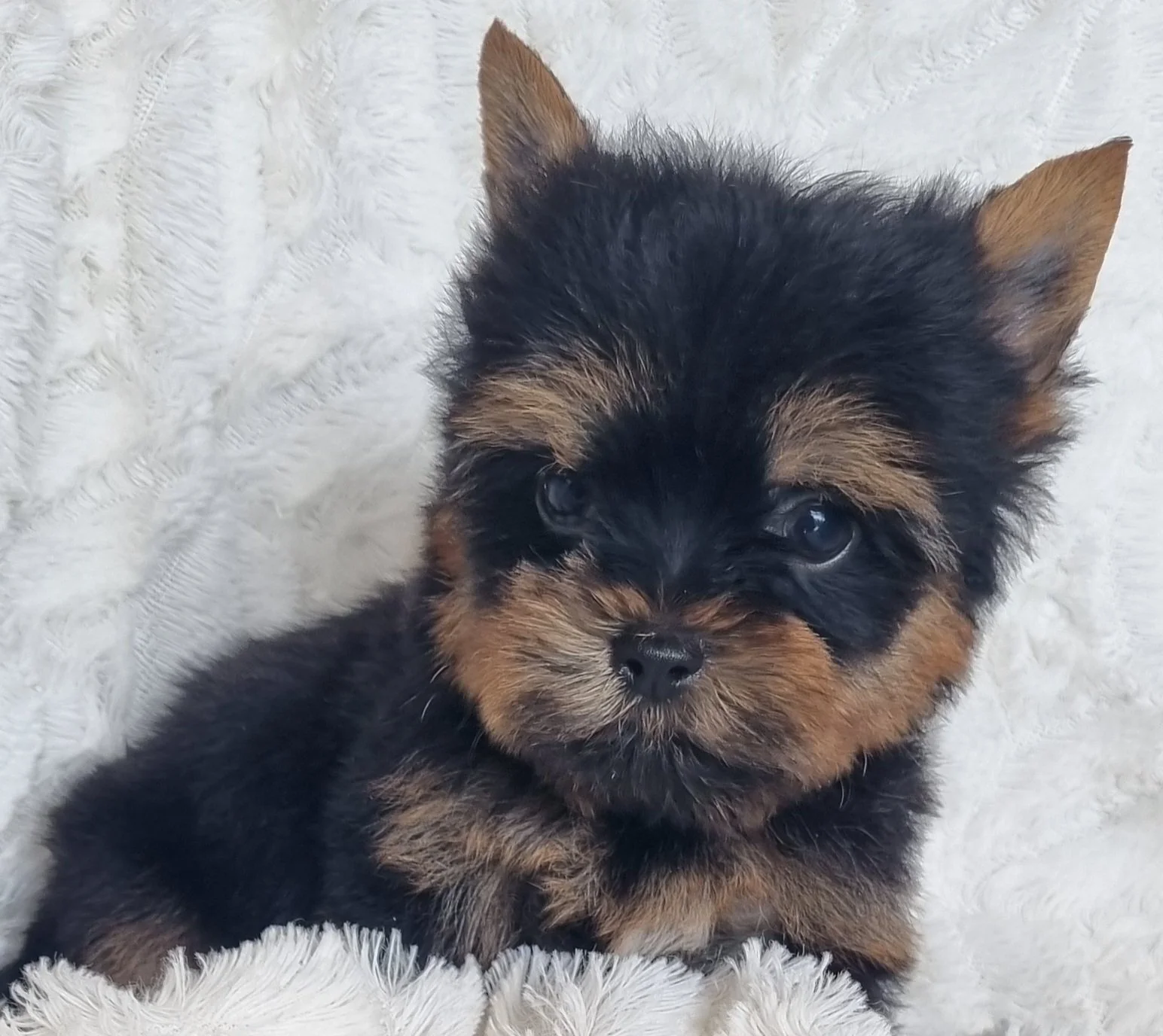 ZUBIN is a pocket size male puppy. Available for R 5500