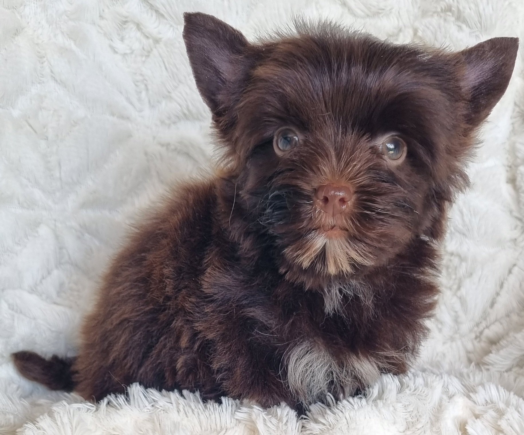 THARA  is a pocket size chocolate female puppy. Available for R 7000.