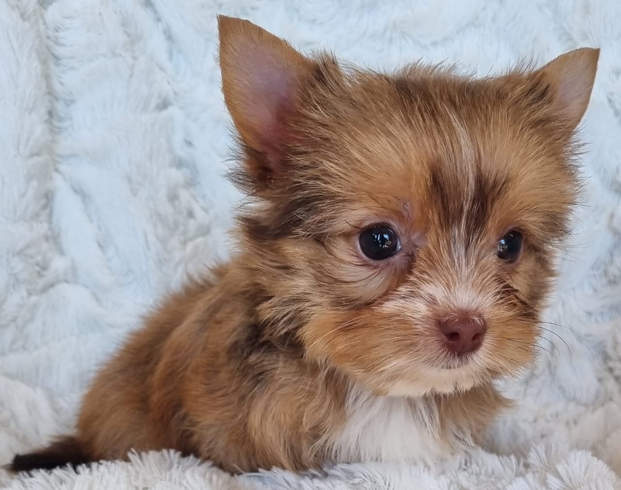 TUCKER is a small pocket chocolate sable  male puppy available for R6 500