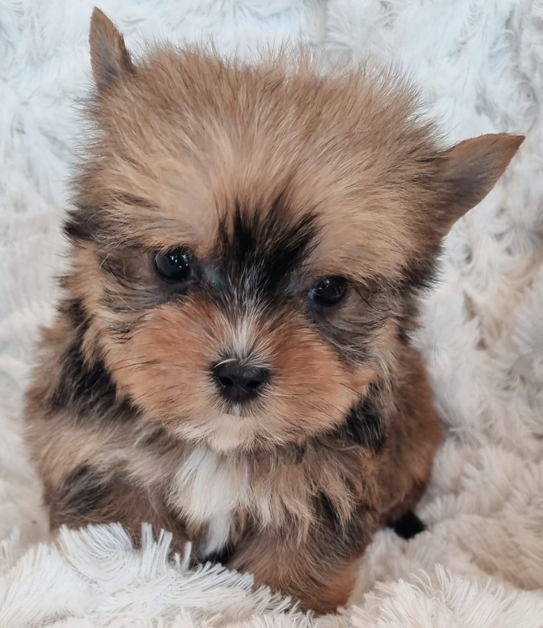THEA is teacup sable female puppy available for R8000