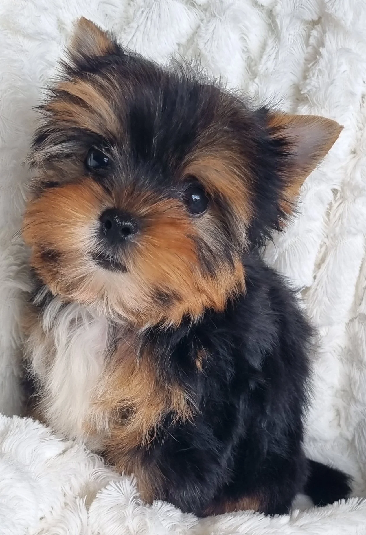 ZHONDA is a small pocket size female puppy. Available for R 7500.