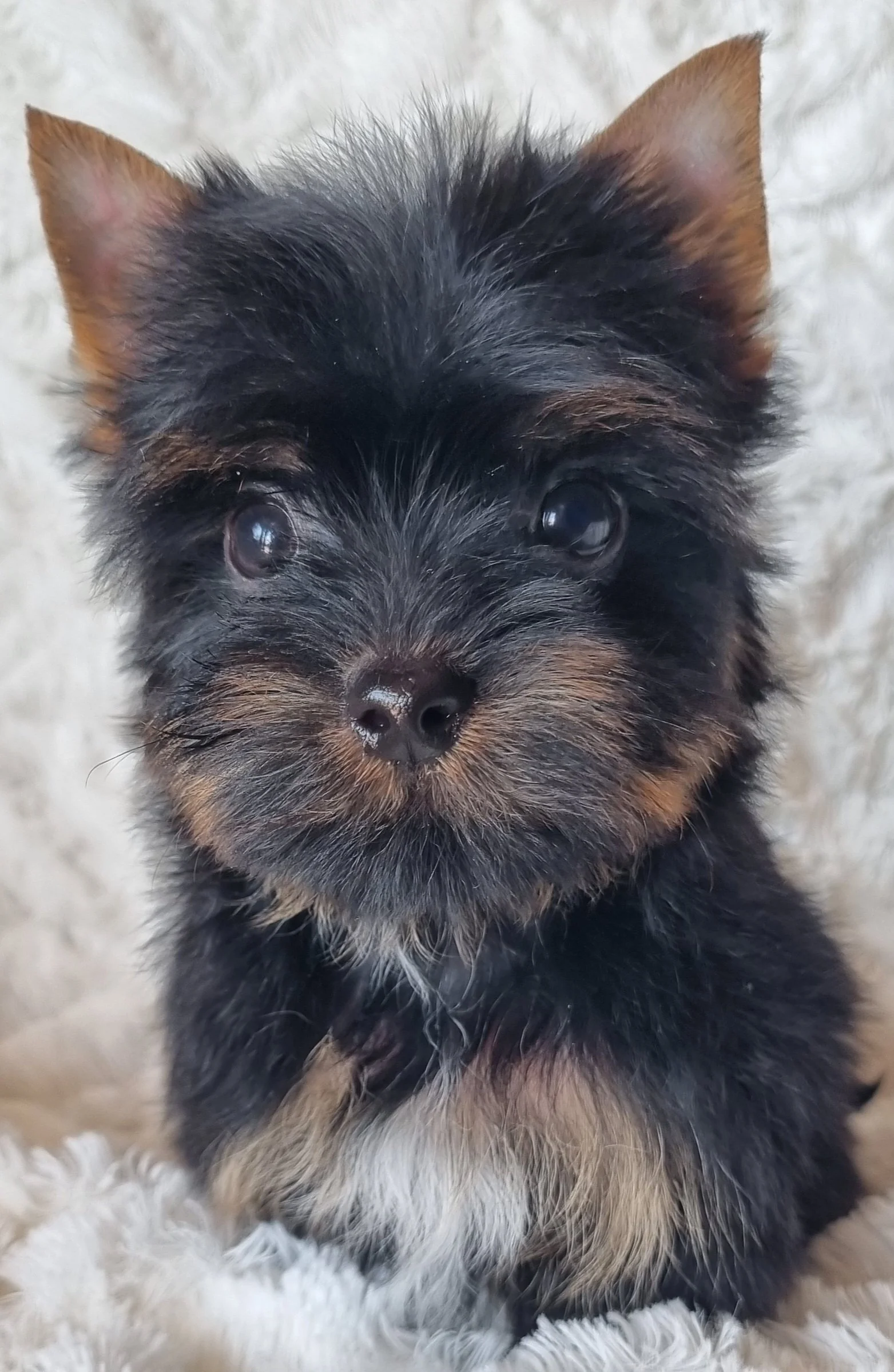 CEDRIC is a pocket size male puppy. Available for R 5000.