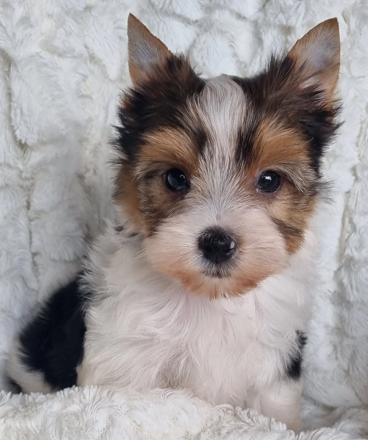 GHITA is a miniature size Biewer Yorkie female puppy. Available for R 6500.