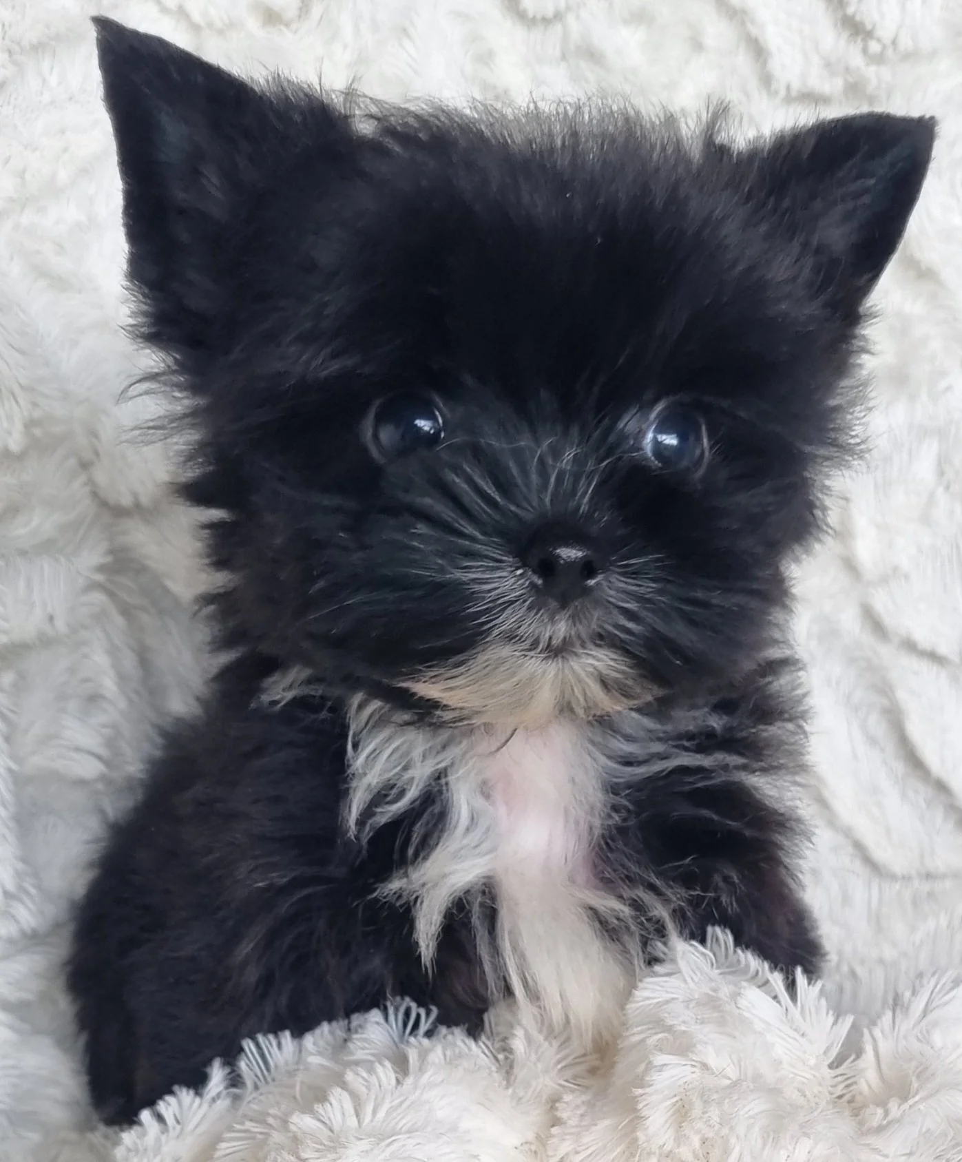 LULA is a teacup size coal black female Yorkie puppy. Available for R 7500.