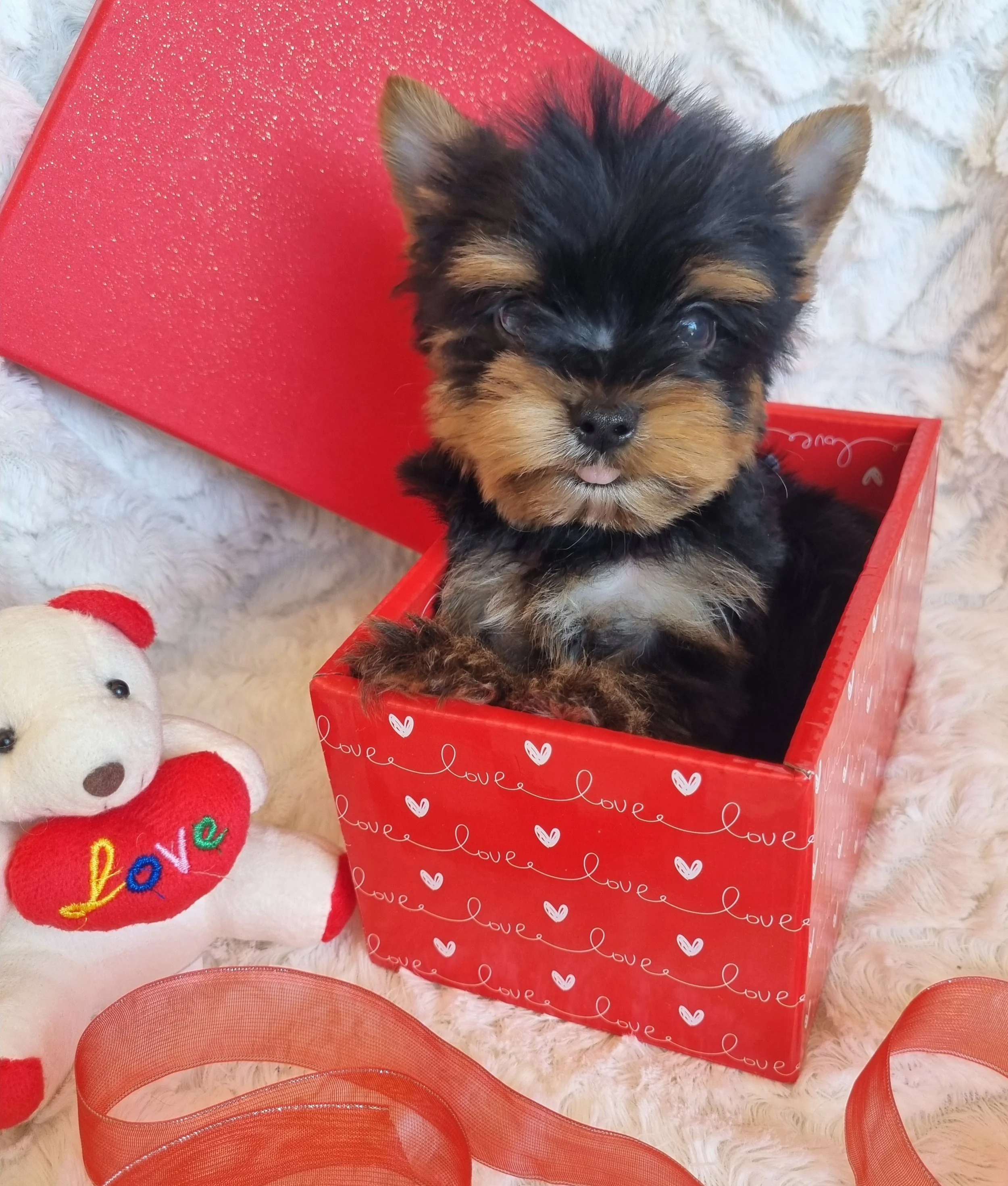 ADVICK is a pocket male puppy. Available for R5000. Book now!