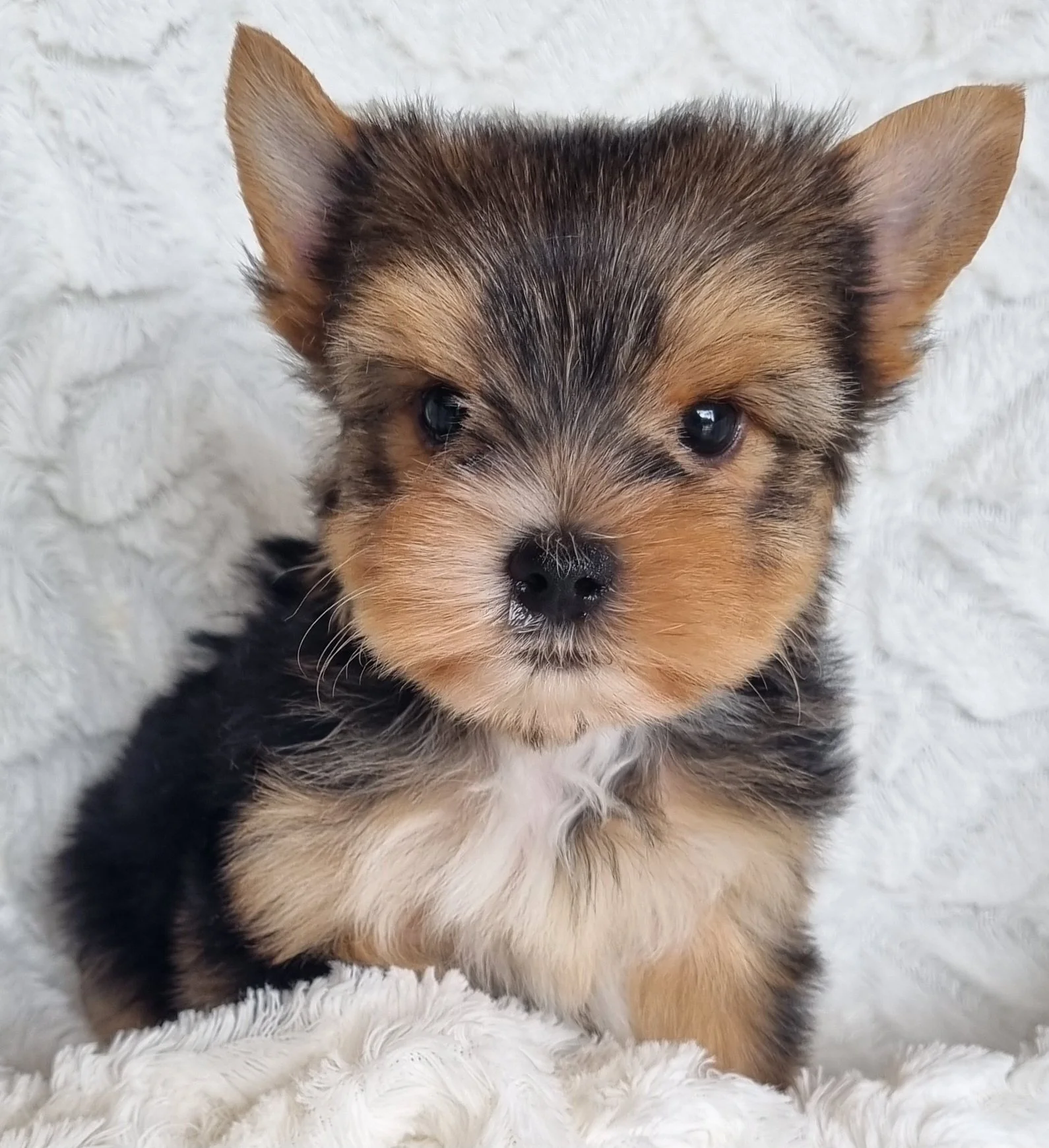 SALOTA is a miniature size female puppy. Available for R 6000.