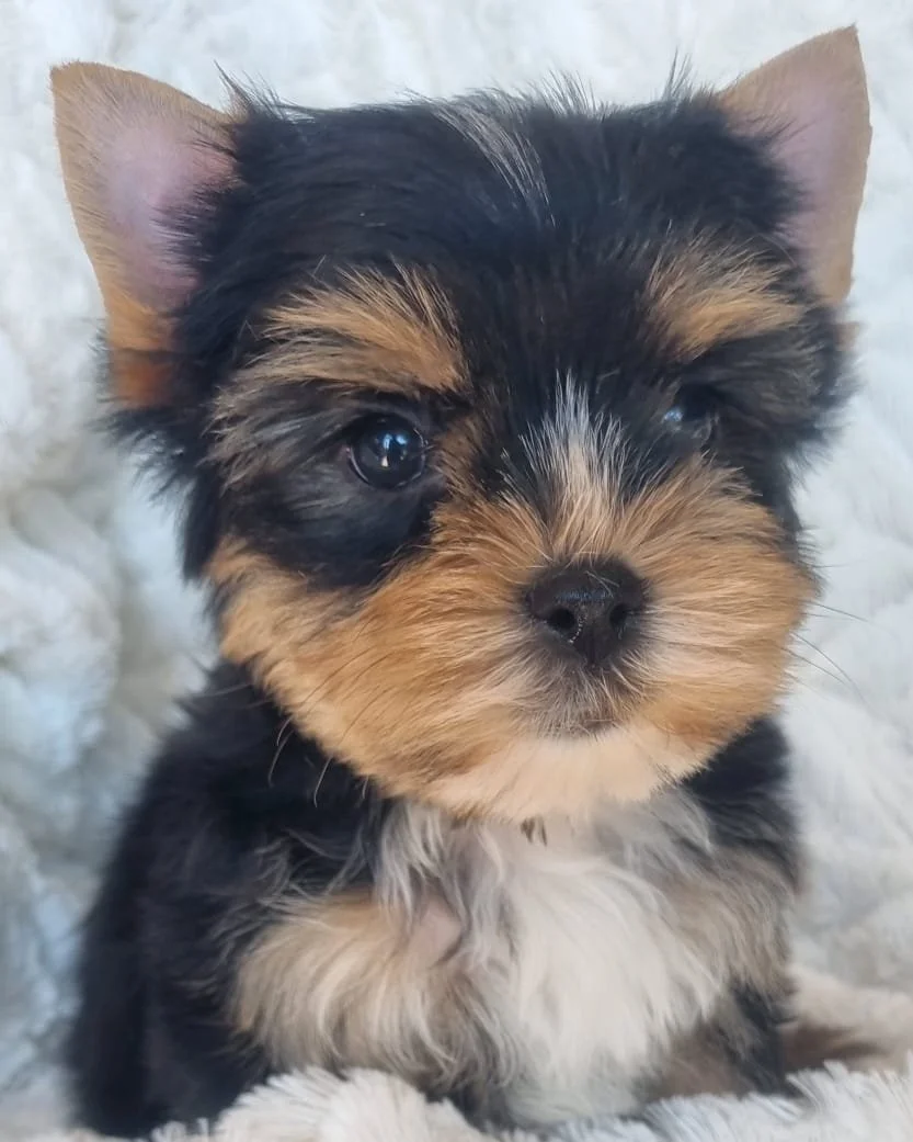 QUIRINO is a standard male puppy available for R4000
