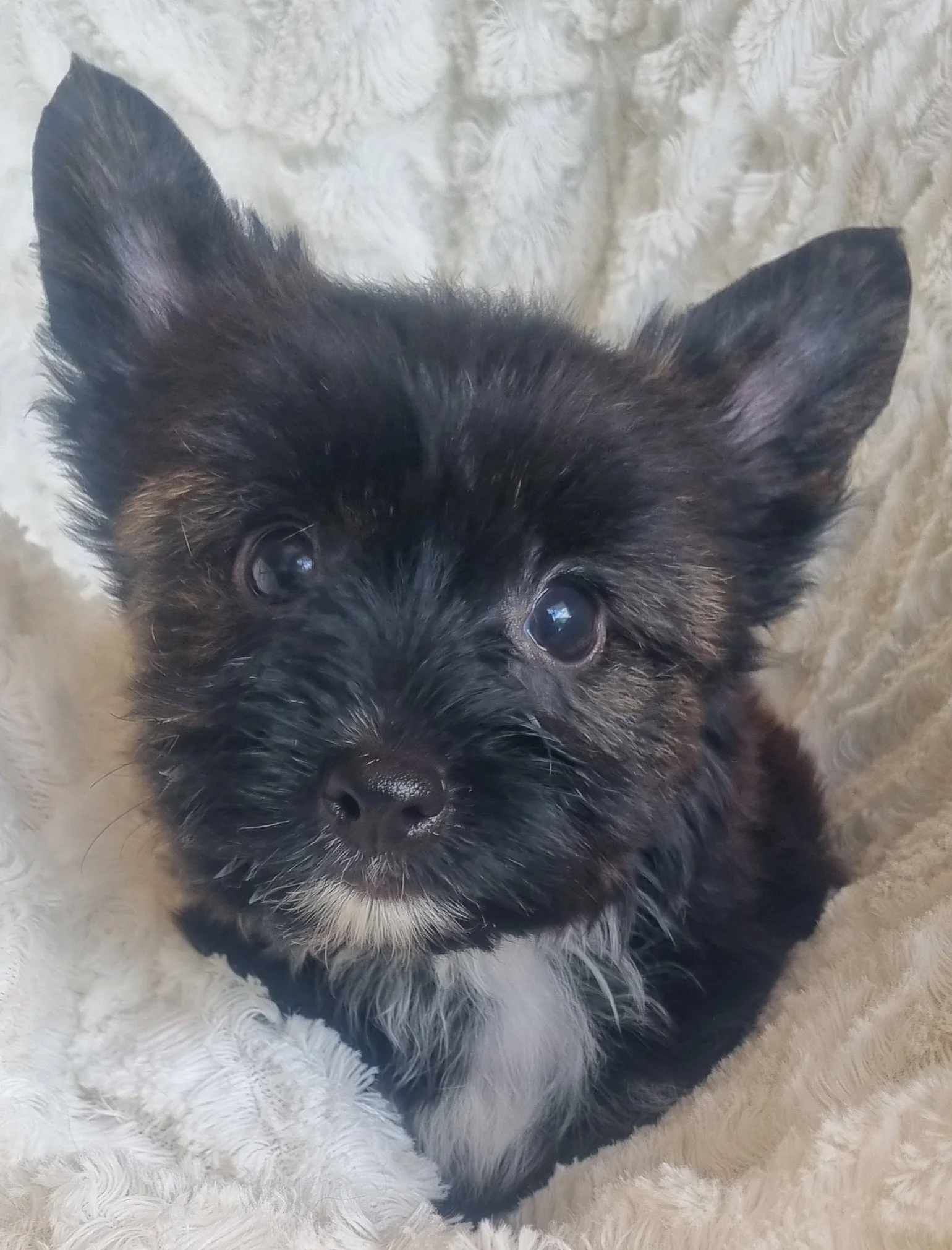 ANALIA is a miniature size sable female puppy. Available for R6000